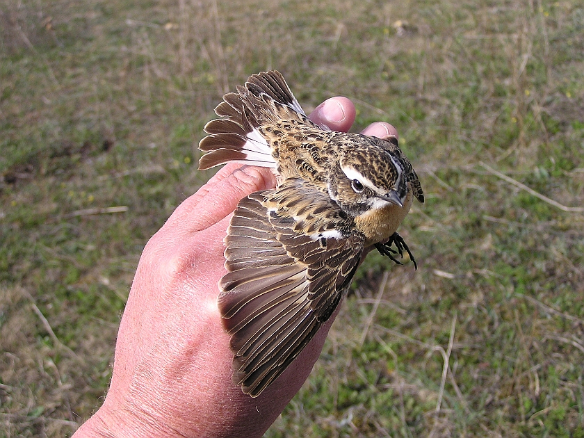 Whinchat, Sundre 20050512